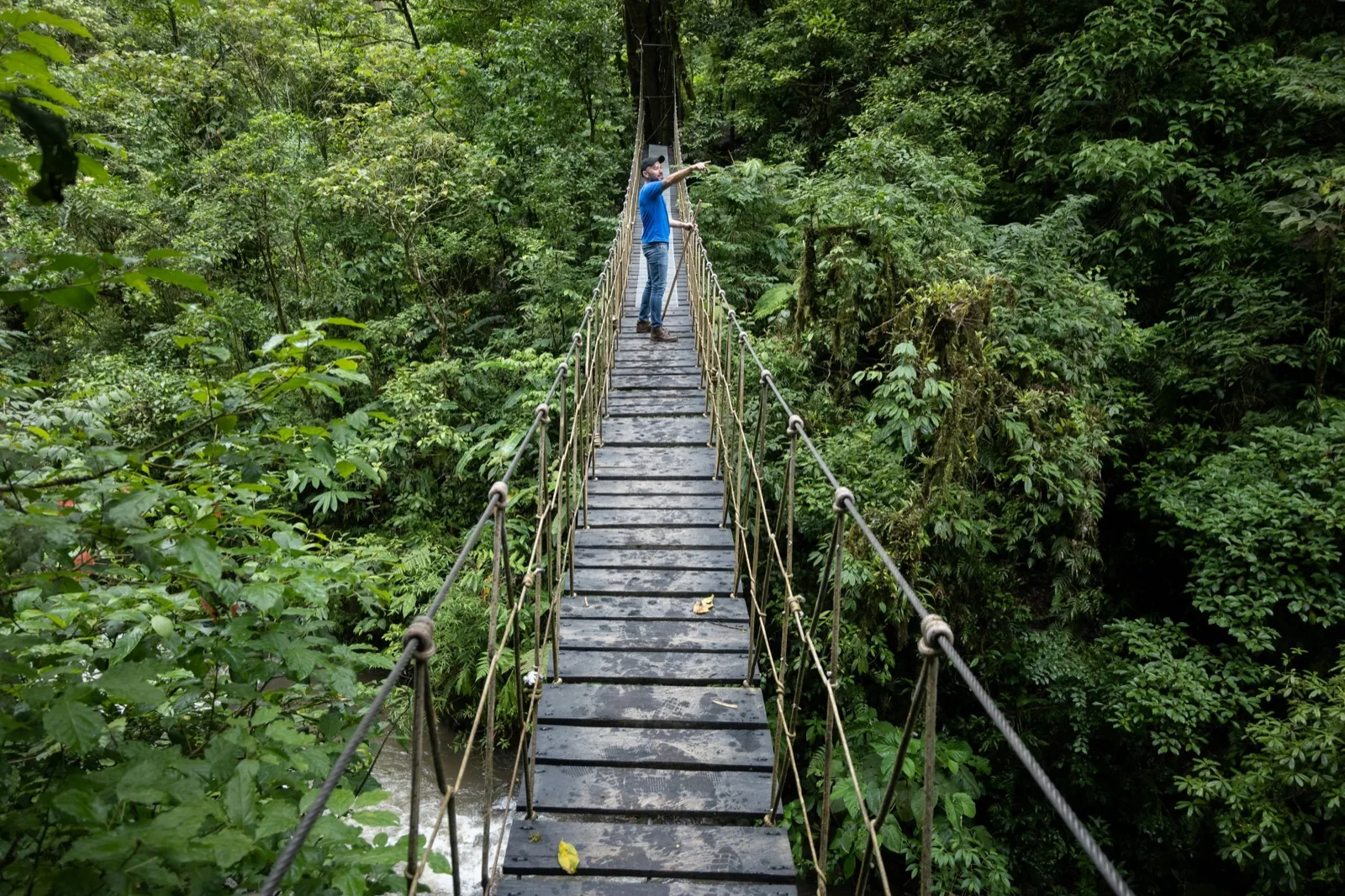 Vegetación exuberante del bosque nuboso de Monteverde