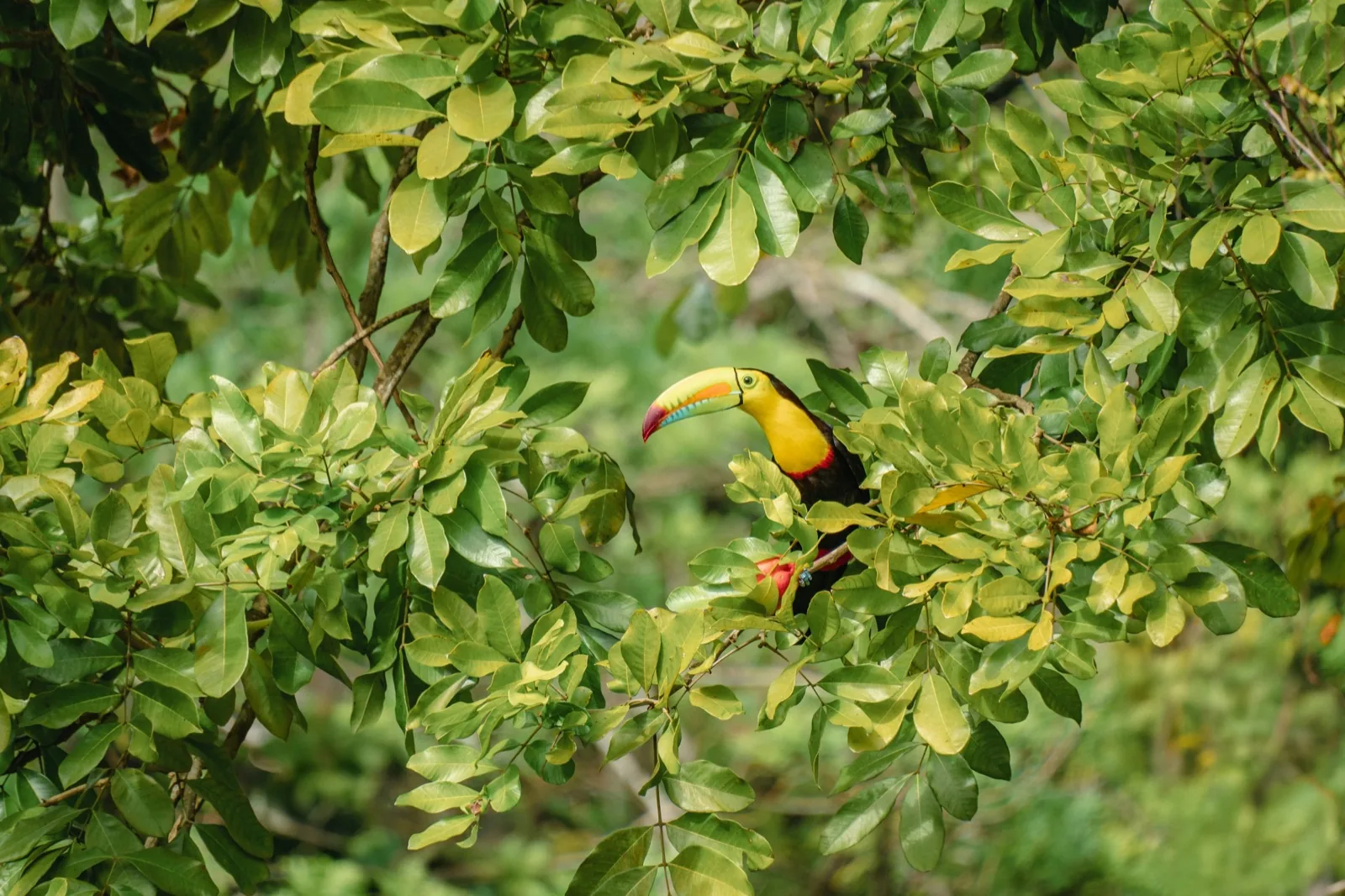 Tucán entre la vegetación tropical de Cahuita